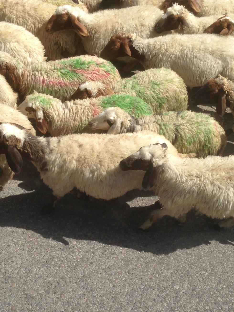 Vandrande får, i Erbil, Irak