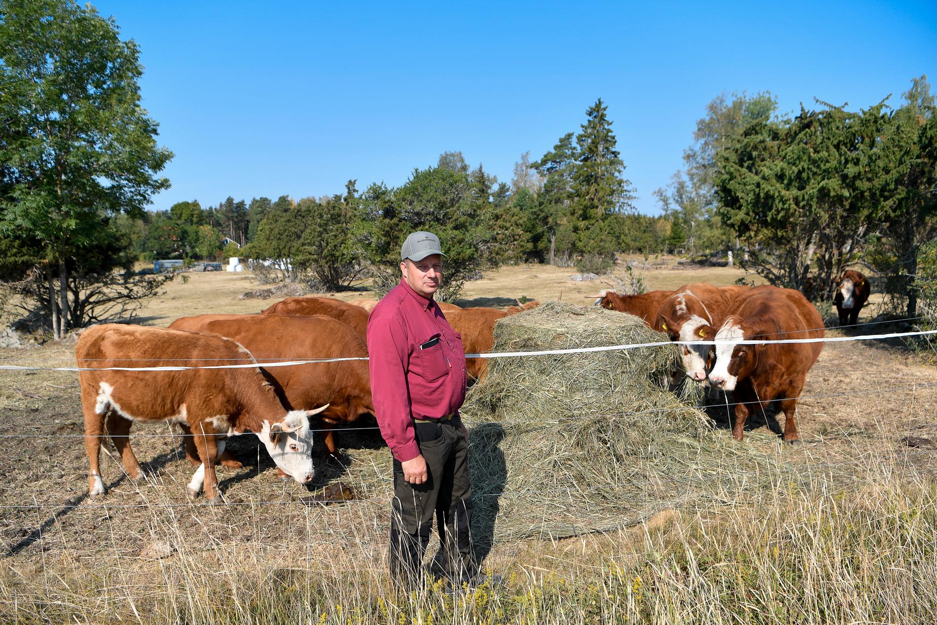 Rekordvärmen drabbar lantbrukare håprt, här småbrukaren Magnus Josefsson i Lilla Börsta som fått foder till sina djur via insamling på sociala medier.
