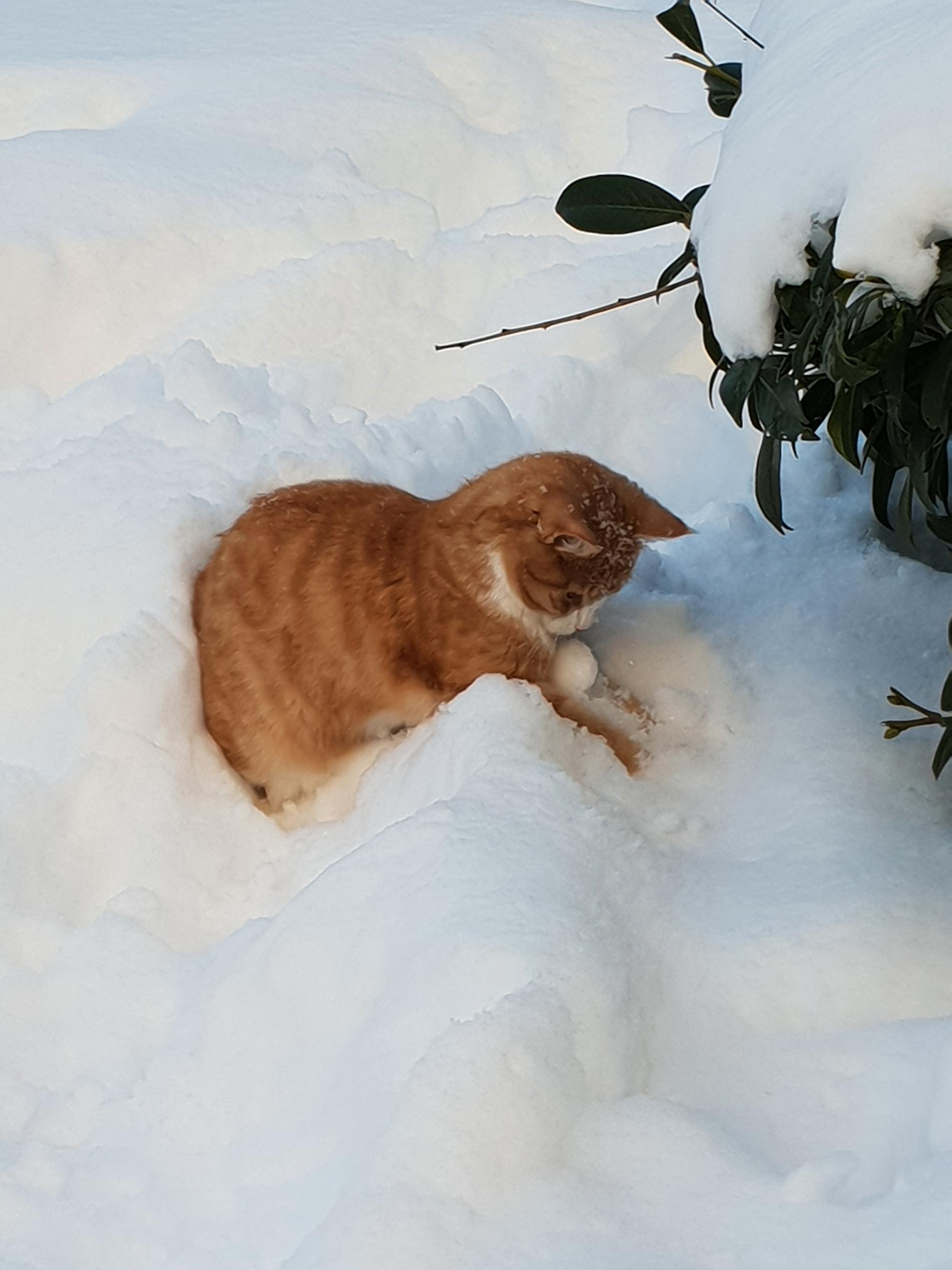 Katt som älskar snö