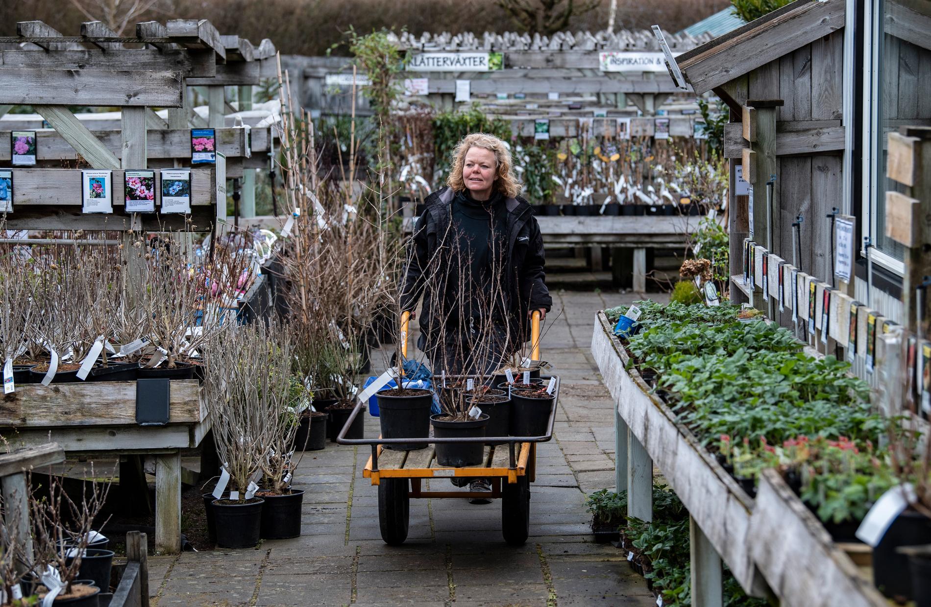 Karin Wahlberg kör ut nya växter i handelsträdgården Flyinge Plantshop utanför Lund.