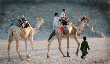 Ta en ridtur på kamelryggen. För några kronor får man för en stund se öknen ur beduinernas ögon.