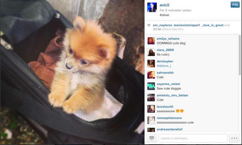 Naaaw! Gose-gose! Avicii vet hur man får likes på Instagram.