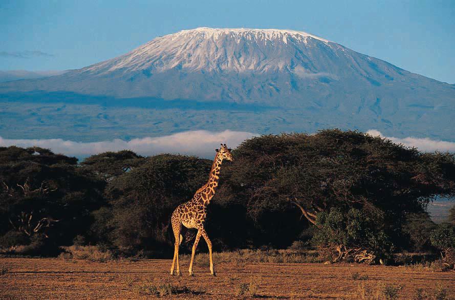 Kilimanjaro, Tanzania Nedanför berget, som är världens högsta fristående berg, finns savannen med alla dess djur. Häftigast att se är förstås de stora rovdjuren – ”The big five”. Men även en ensam giraff är en imponerande syn.