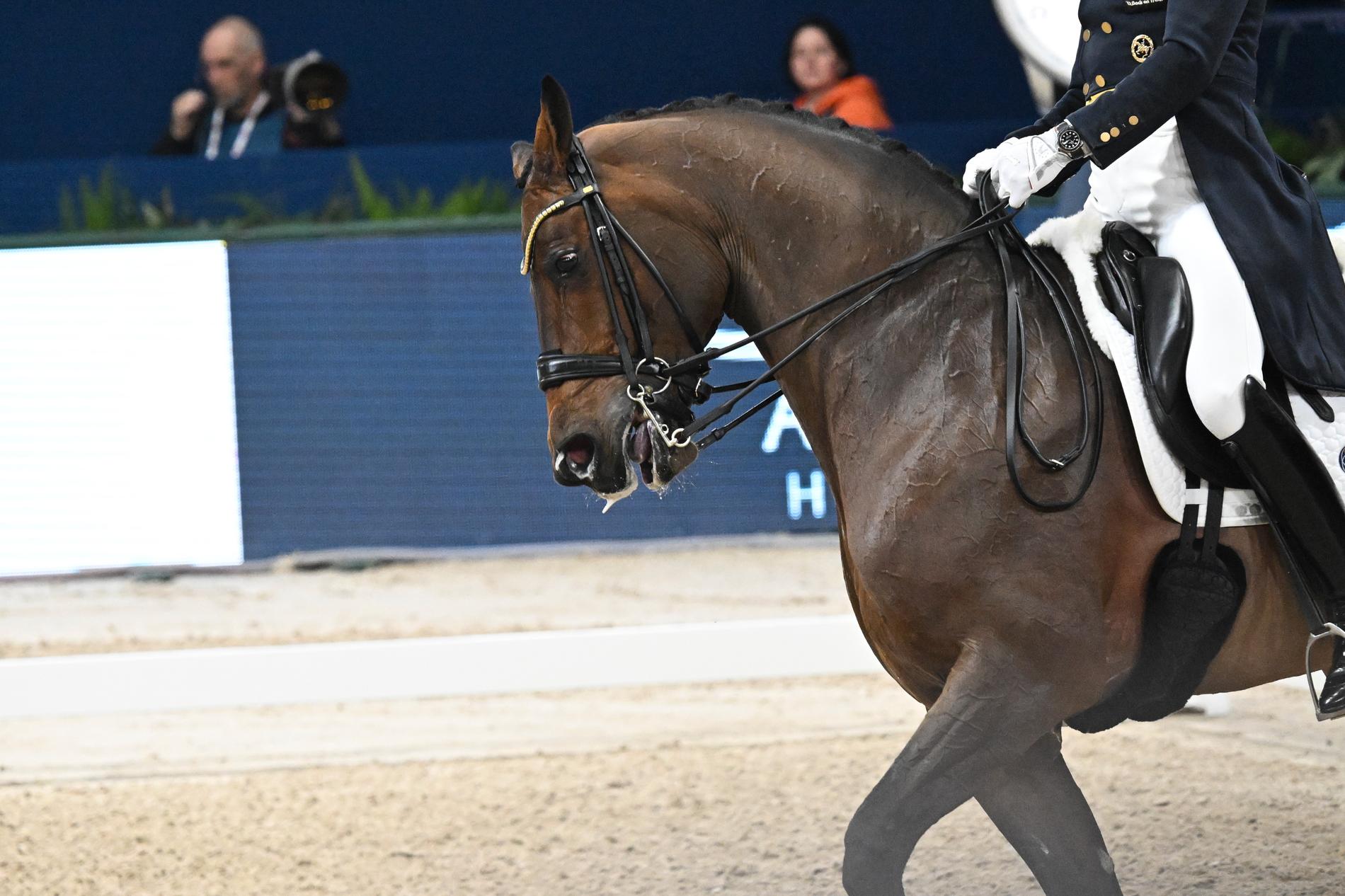 Kittel red hästen Touchdown vid tävlingarna i Amsterdam. 