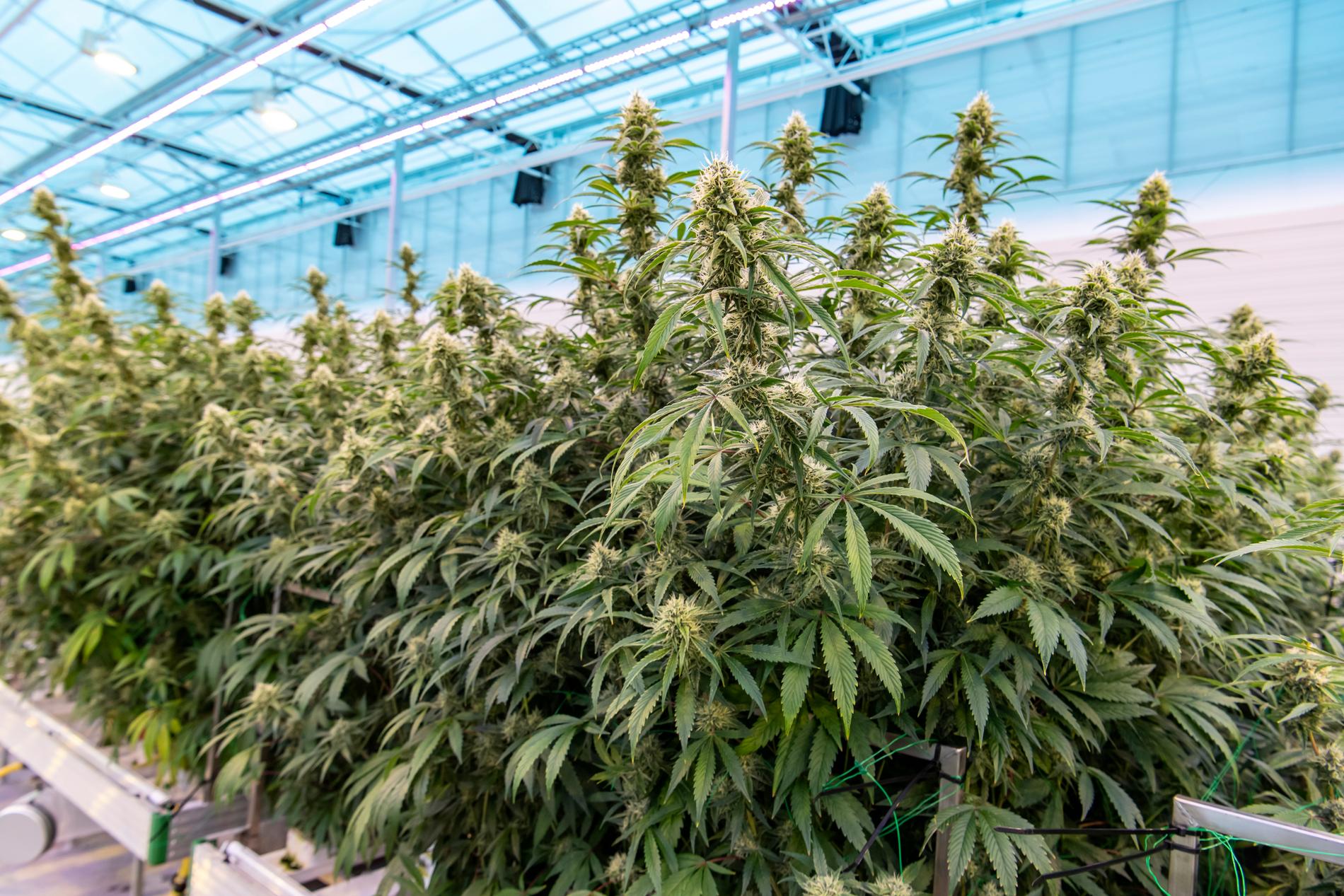 För att bli anställd krävs det att du har ett ”brinnande intresse för att odla medicinsk cannabis”.