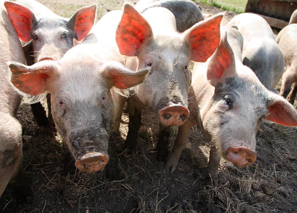 Svenska grisar kan bli en stor exportvara till Kina.