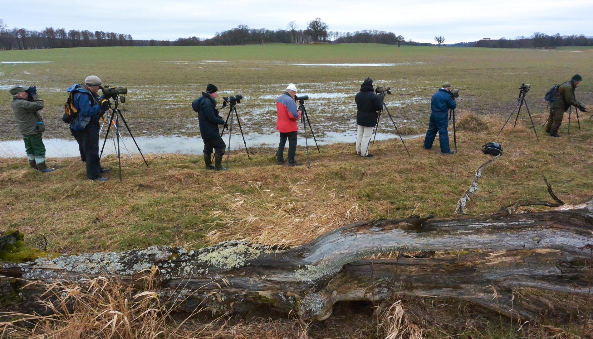 En gråhuvad vipa har orsakat sensation bland svenska fågelskådare. Arkivbild.