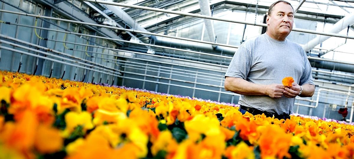Blommorna i växthuset får väldigt lite värme och näring för att härdas i vårt kalla klimat. ”Precis innan de ska ut får de mat annars står de svalt och svälter”, säger Lars-Åke Södergren.