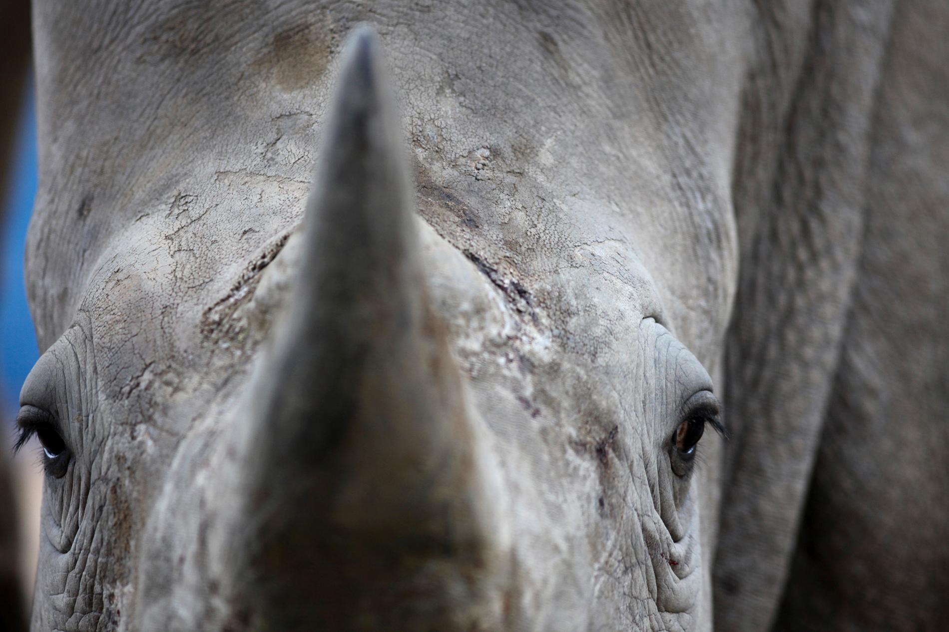 Afrikansk noshörning i Bao Son-djurparken i Hanoi, Vietnam. Till och med i djurparken har man tvingats ha dygnet runt-bevakning för att skydda noshörningen mot tjuvjägare. Arkivbild från 2012.