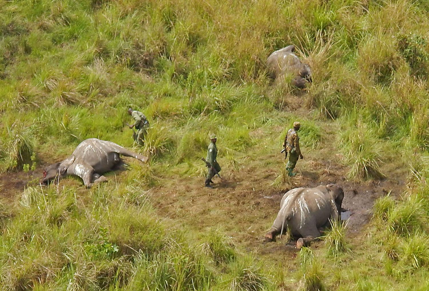 Garamba nationalpark har tidigare drabbats av tjuvjakt.