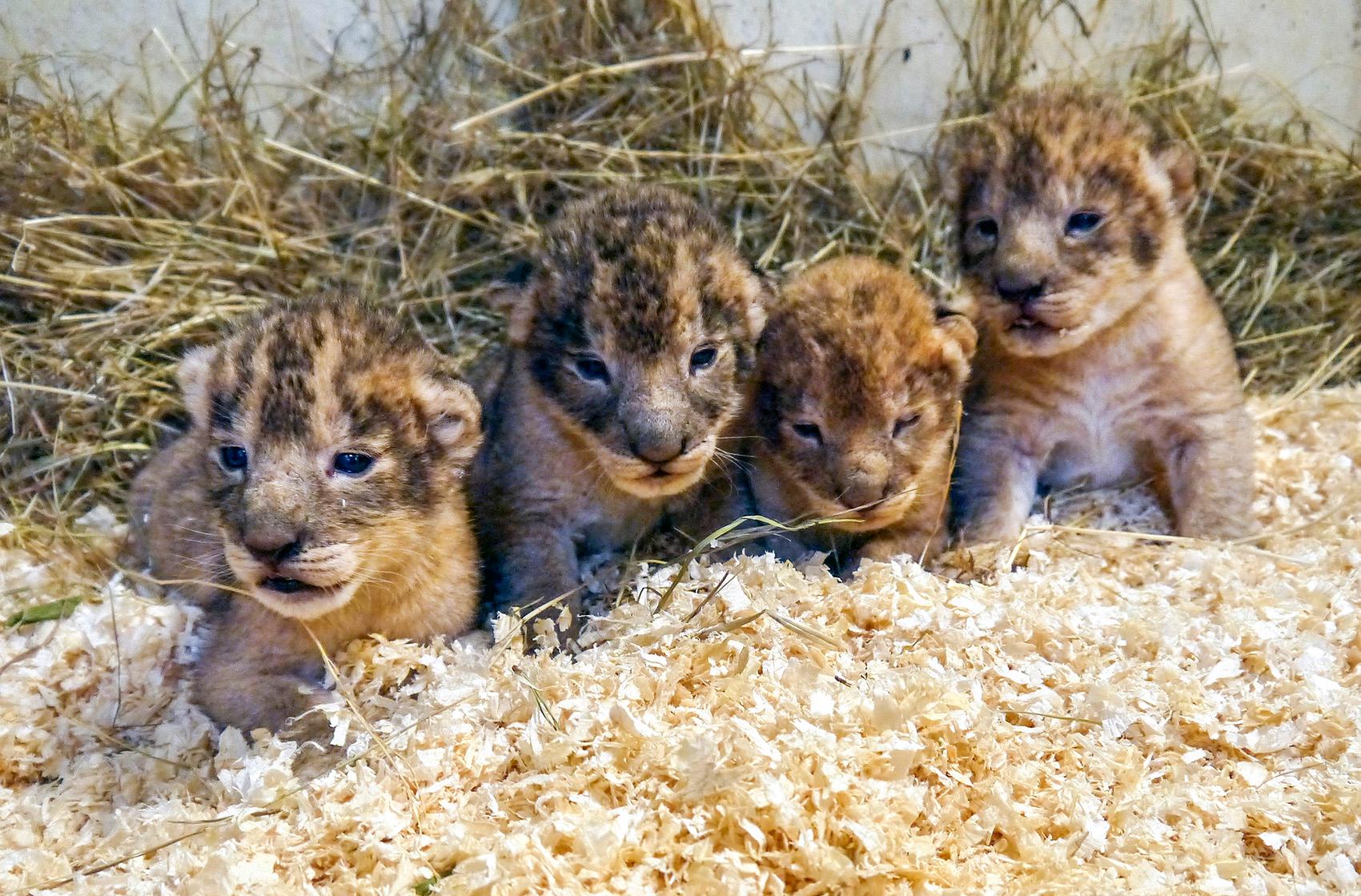 Lejonungar som föddes 2016 på Borås djurpark.