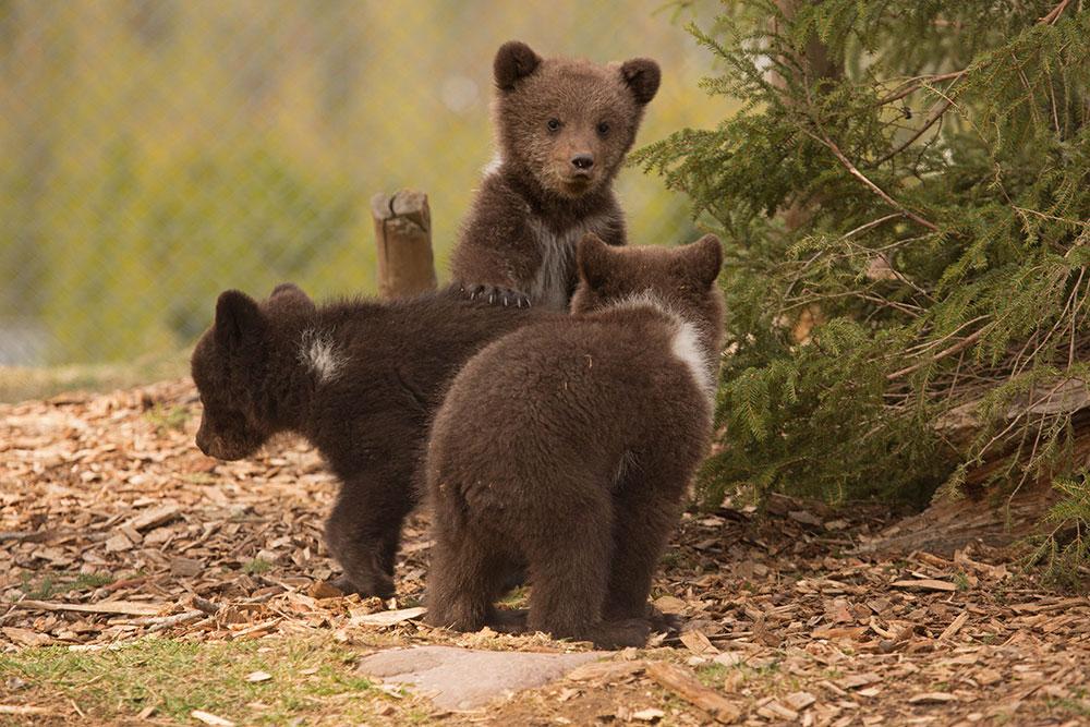 De tre små söta björnungarna föddes på julafton 2017.