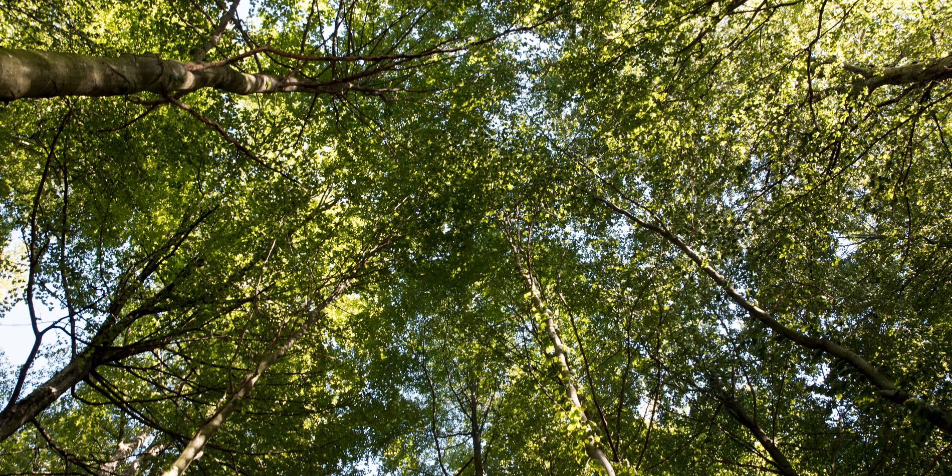 Skogsområdet nära Morgongåva ska  ”ljusas upp” efter allmänhetens önskemål.