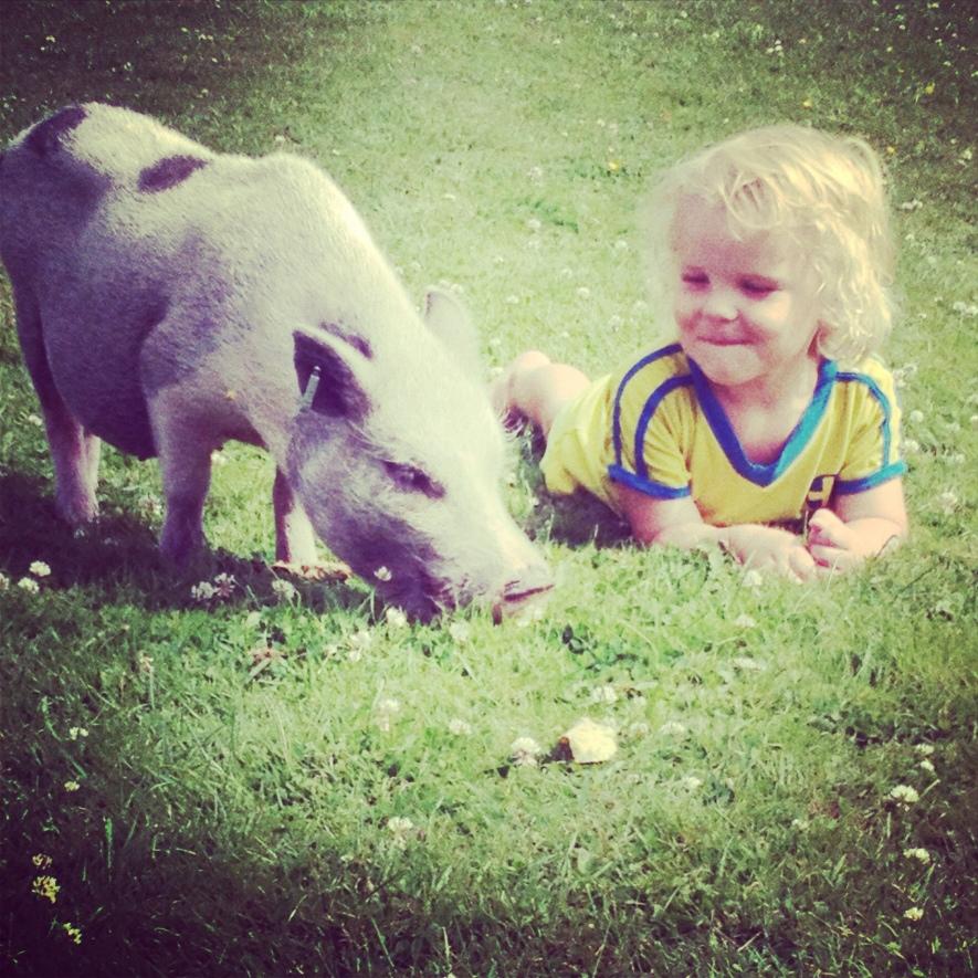 Gullegrisar! Sonen Winston och grisen Svea!