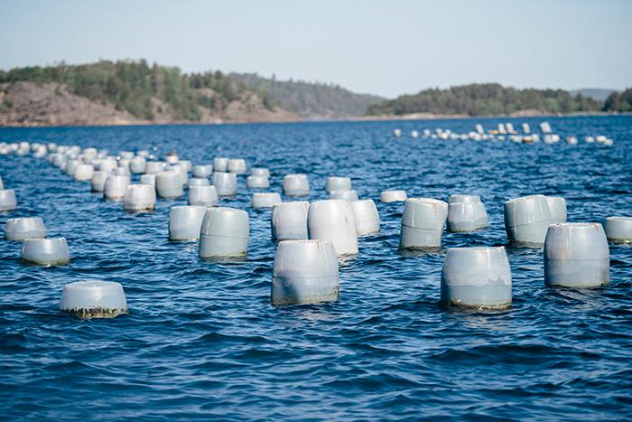 FRAMTIDENS MAT ”Här i fjorden växer 3 000 ton musslor, och då ska du ha i bakhuvudet att ett kilo musslor filtrerar och renar 6 000 liter vatten per dygn, säger Janne Bark.
