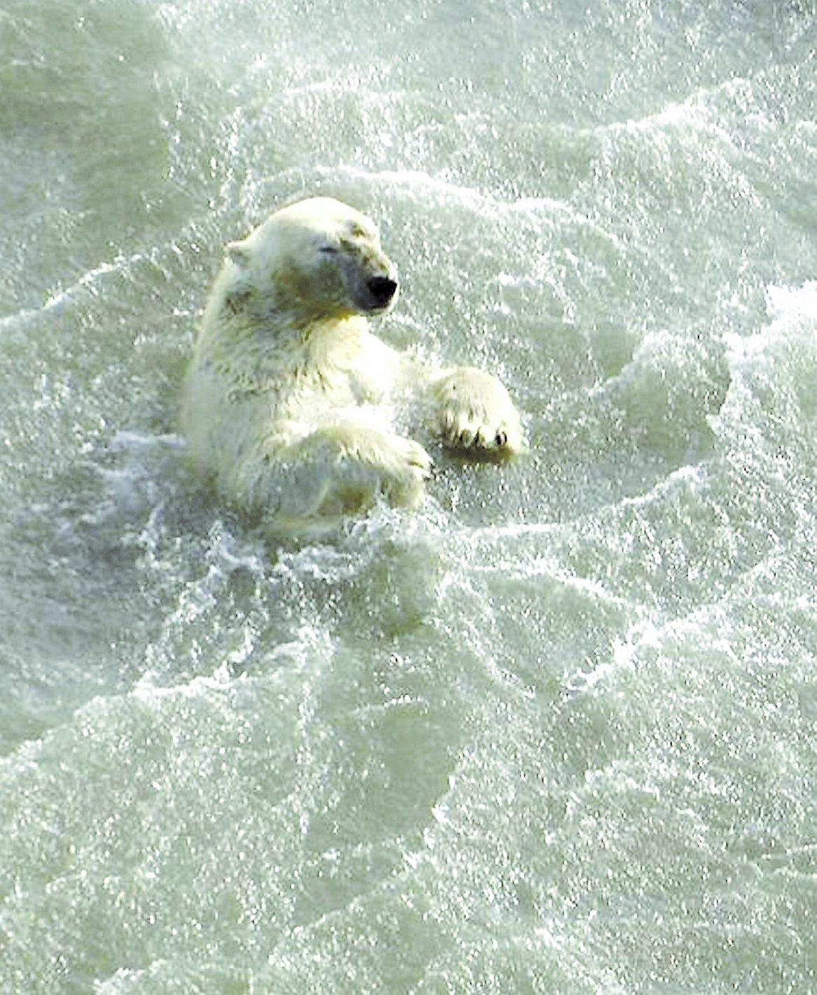 KÄMPAR FÖR LIVET Isbjörnarna kämpar för sina liv bland vågorna. Deras vanliga jaktmarker har smält och det är för långt att simma hem till istäcket, som ligger 60 mil bort.