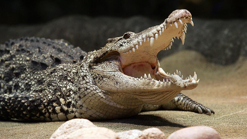 En man blev under tisdagskvällen biten av en krokodil. Vad tycker du om att djur visas upp?