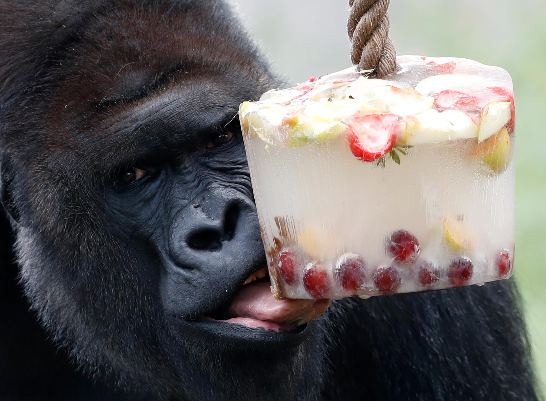 Gorillan Kijivu avnjuter ett isblock med frukt på ett zoo i Prag. Arkivbild.