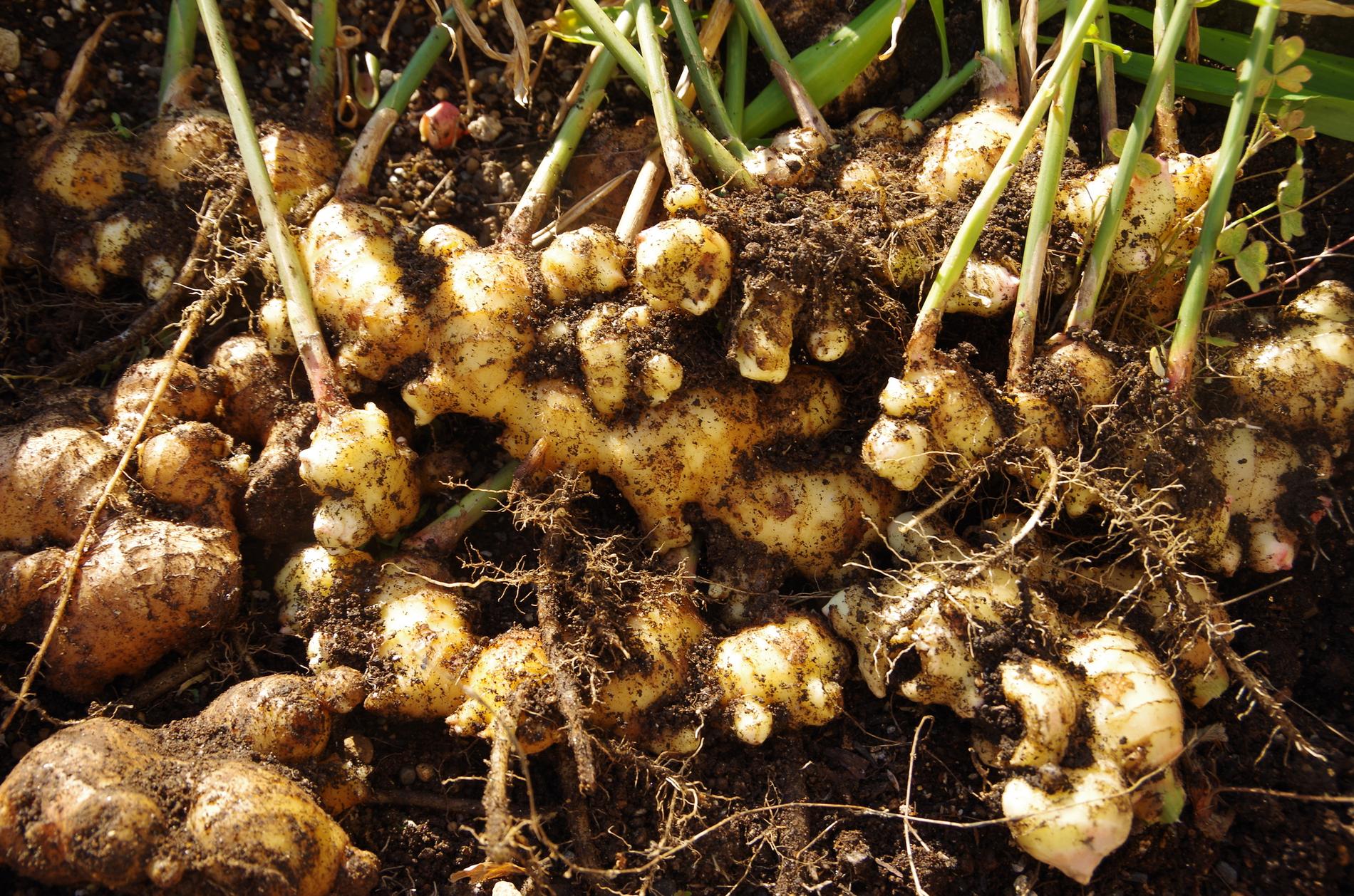 Ingefäran växer som höga står ovan jord och skördas på samma sätt som potatis.