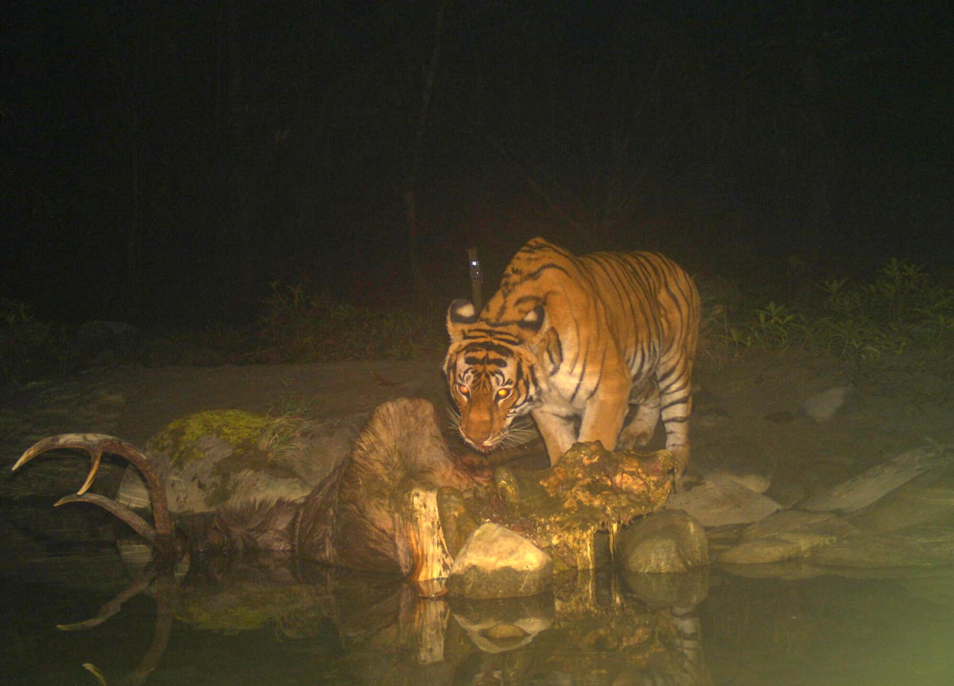 Tiger med fälld sambarhjort i nationalparken Chitwan i Nepal.