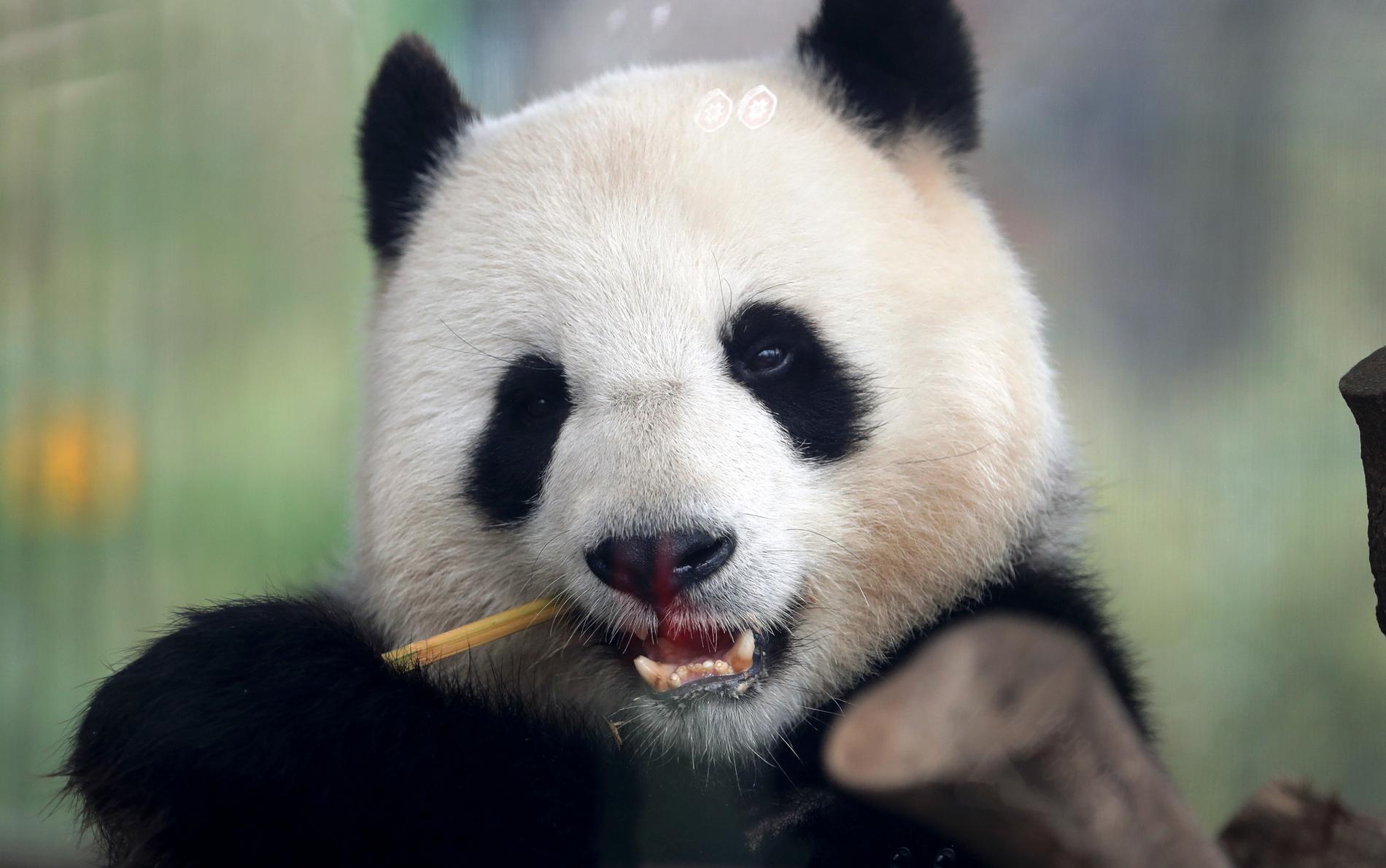 Nu är det dags för de nyanlända pandorna att visa upp sig på Köpenhamns zoo. Den här pandan bor i Berlin. Arkivbild.