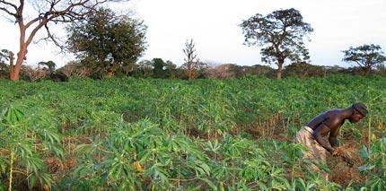 I skydd mellan kassavaplantorna växer jordnötter, en basvara på Gambias landsbygd.
