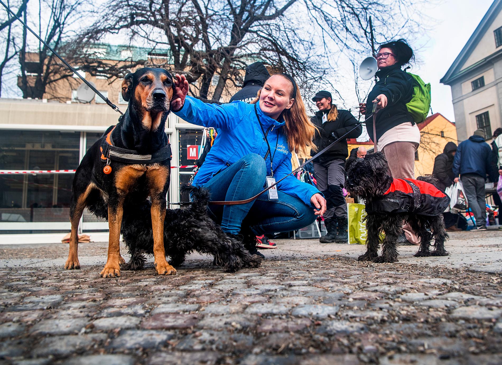 2010 började Sandie hjälpa utsatta hundar och 2012 bildade hon Scalas Hundhjälp.