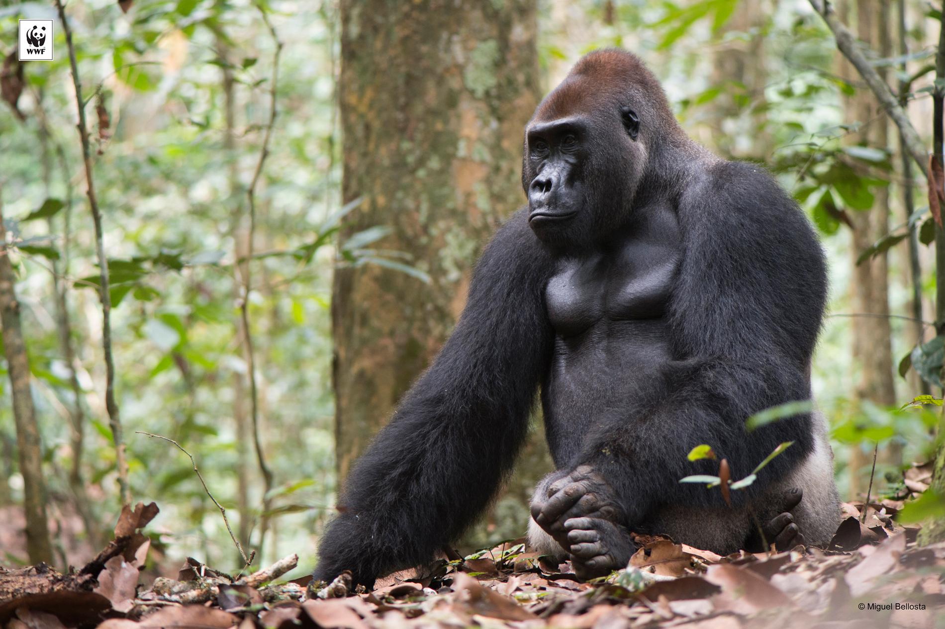 En vuxen gorillahanne i nationalparken Dzanga-Sangha i Centralafrikanska republiken.