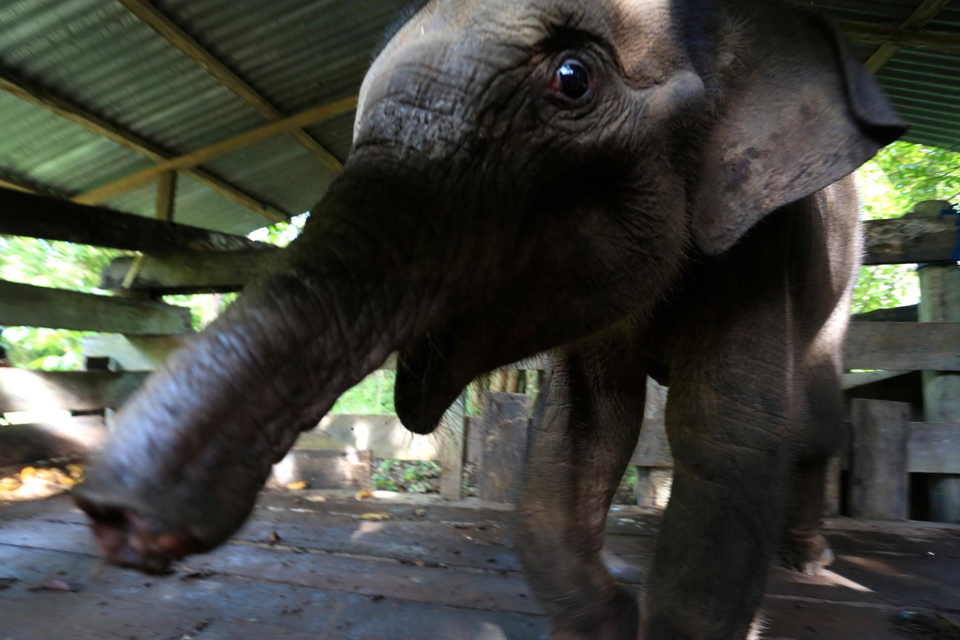 En elefantkalv som förlorat halva snabeln efter att ha fastnat i en fälla i Aceh i Indonesien. Kalven dog senare av sina skador. Arkivbild.