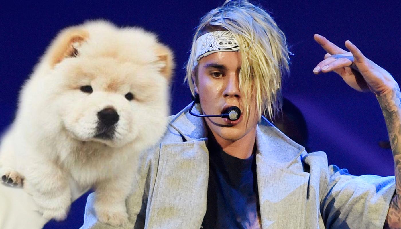 Justin Bieber och hunden Todd.