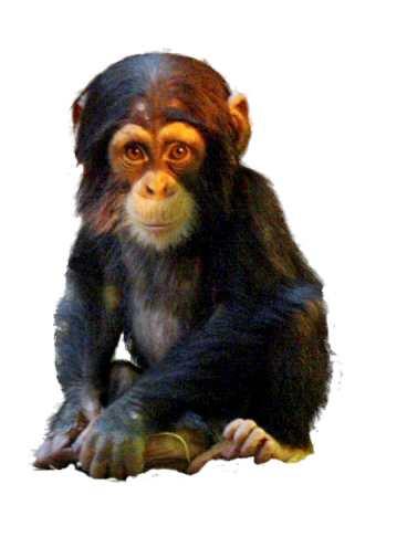 I Bolivia behöver chimpanser lära sig leva som fria.