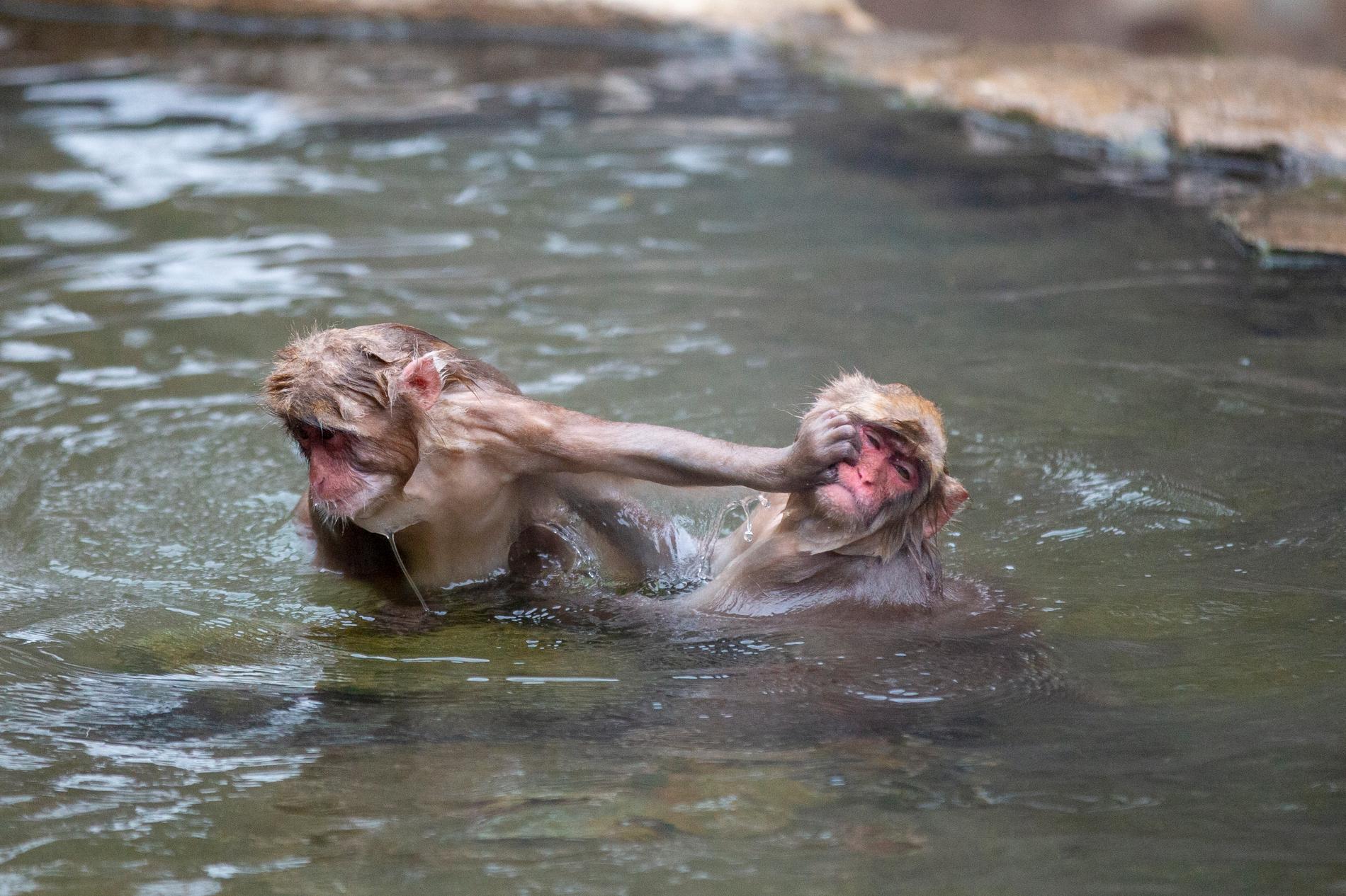 Stressnivåerna hos makakerna sjunker markant efter ett dopp, enligt en studie. Bild från mars 2021.