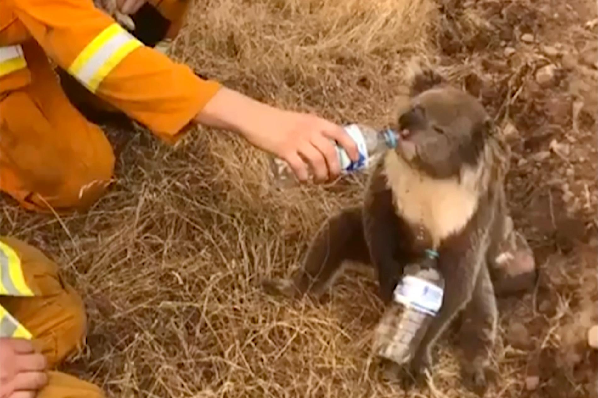 En brandman i Cudlee Creek hjälper en koala i South Australia att dricka vatten. Bild tagen 22 december.