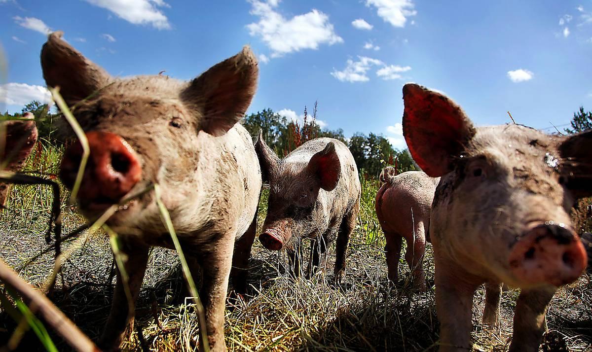 VÄLJ EN GLAD GRIS Det ska löna sig att välja kött som kommer från ekologiska gårdar, menar debattören.Foto: MARIA ÖSTLIN