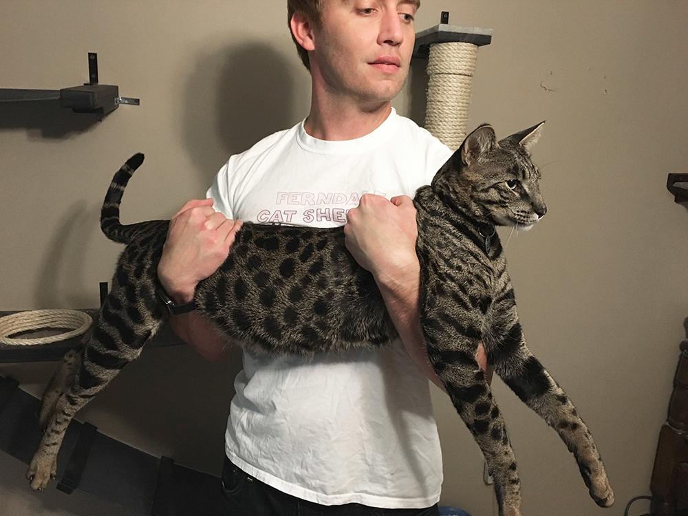 Ägaren Will Powers håller sin katt Arcturus Aldebaran Powers, som är världens längsta tamkatt. 