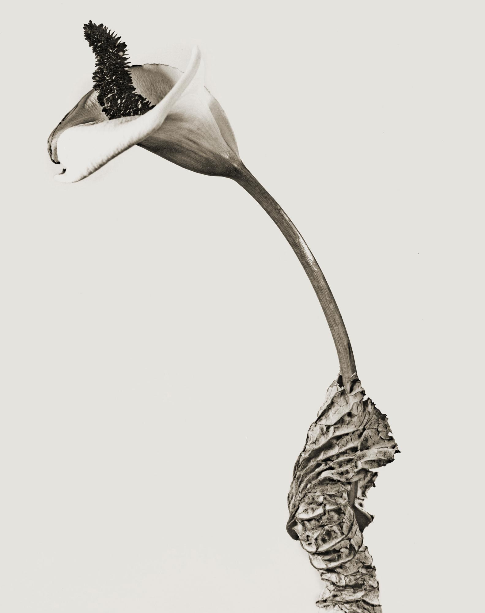 ”Cala Rasca”  (från Herbarium-serien)
© Joan Fontcuberta & Pere Formiguera
