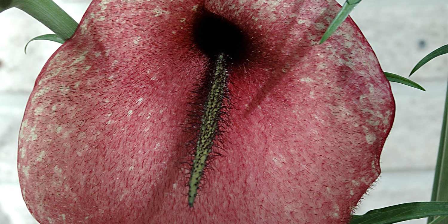 Knölkalla (Helicodiceros muscivorus)