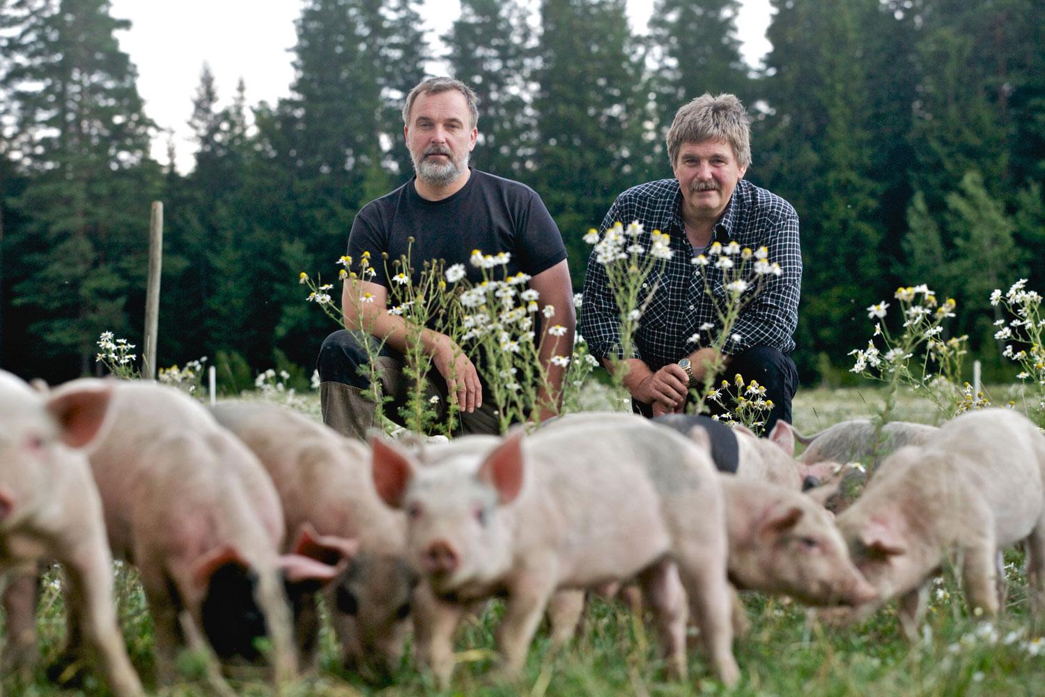 Grisbonden Mats Schörling, här tillsammans med sin bror Tomas, har fått 64 grisar stulna från sin gård i Vingåker.