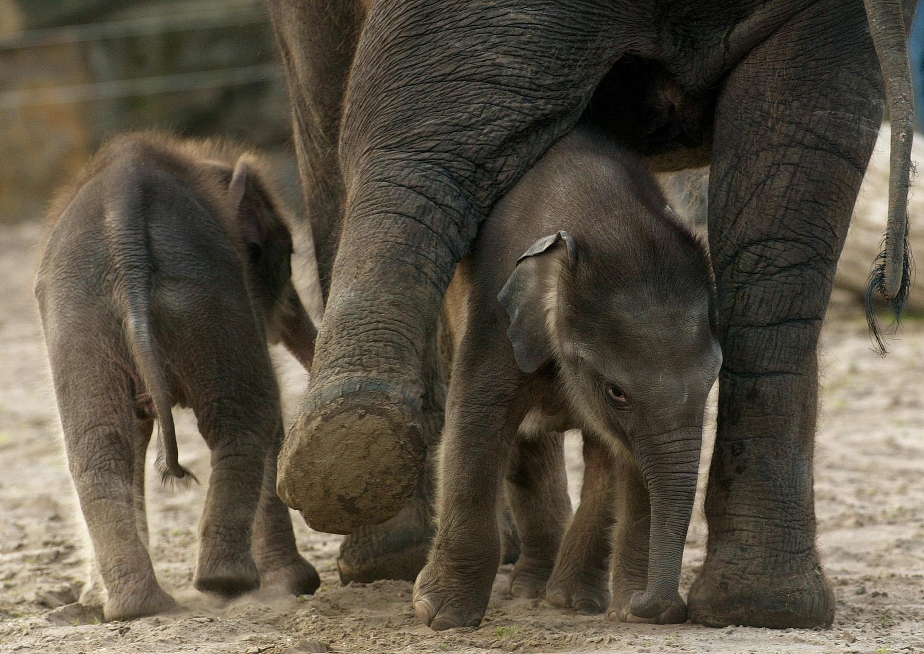 Tvillingfödslar är sällsynta bland elefanter. På bilden syns elefantsyskon på en djurpark i Berlin.