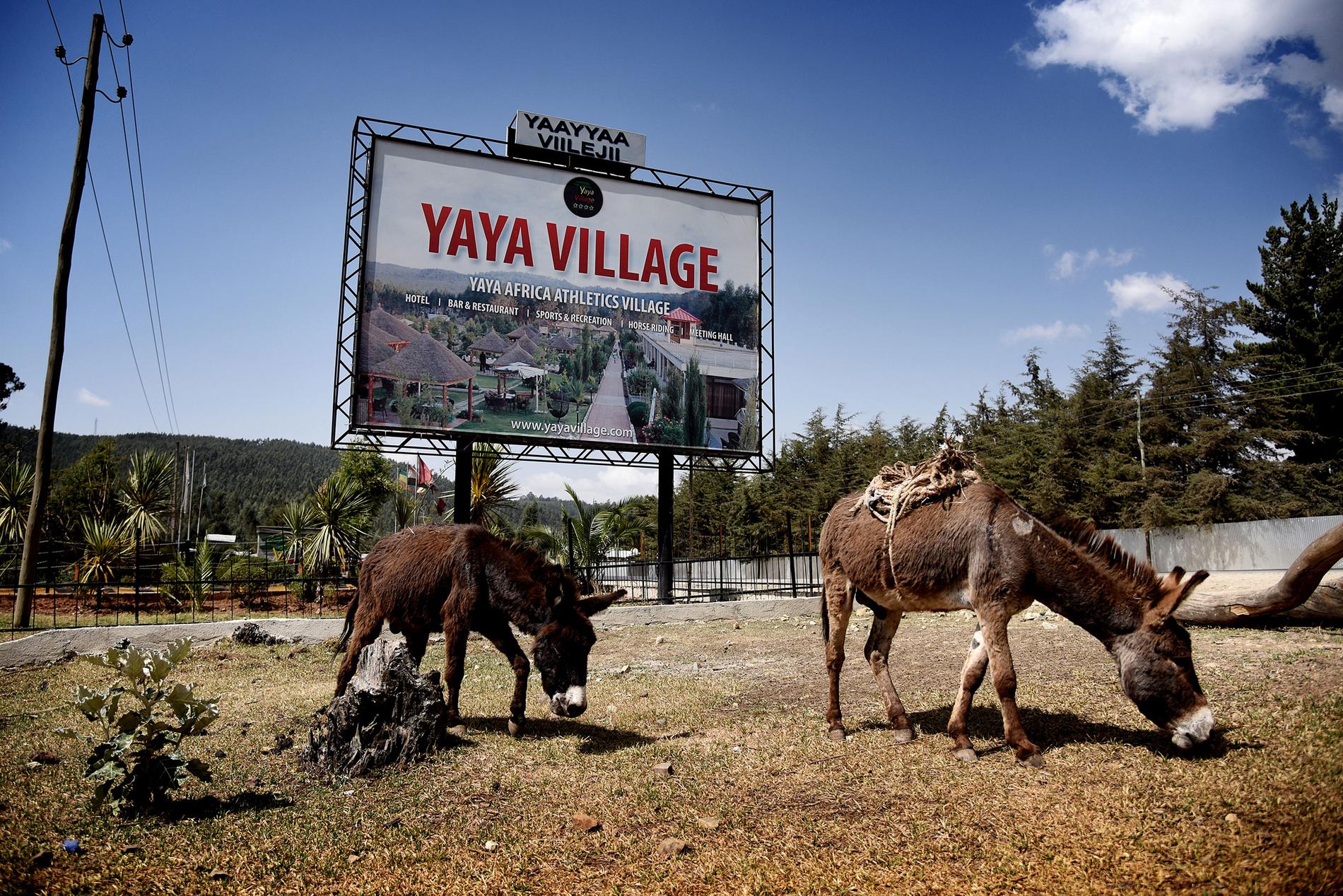 Yaya Village är en resort där många av de aktiva bor när de är på höghöjdsträning i Sululta. Här finns Yaya Africa Athletics Village, där de flesta elitlöpare bor. En av dem som tränar här är Abeba Aregawi.