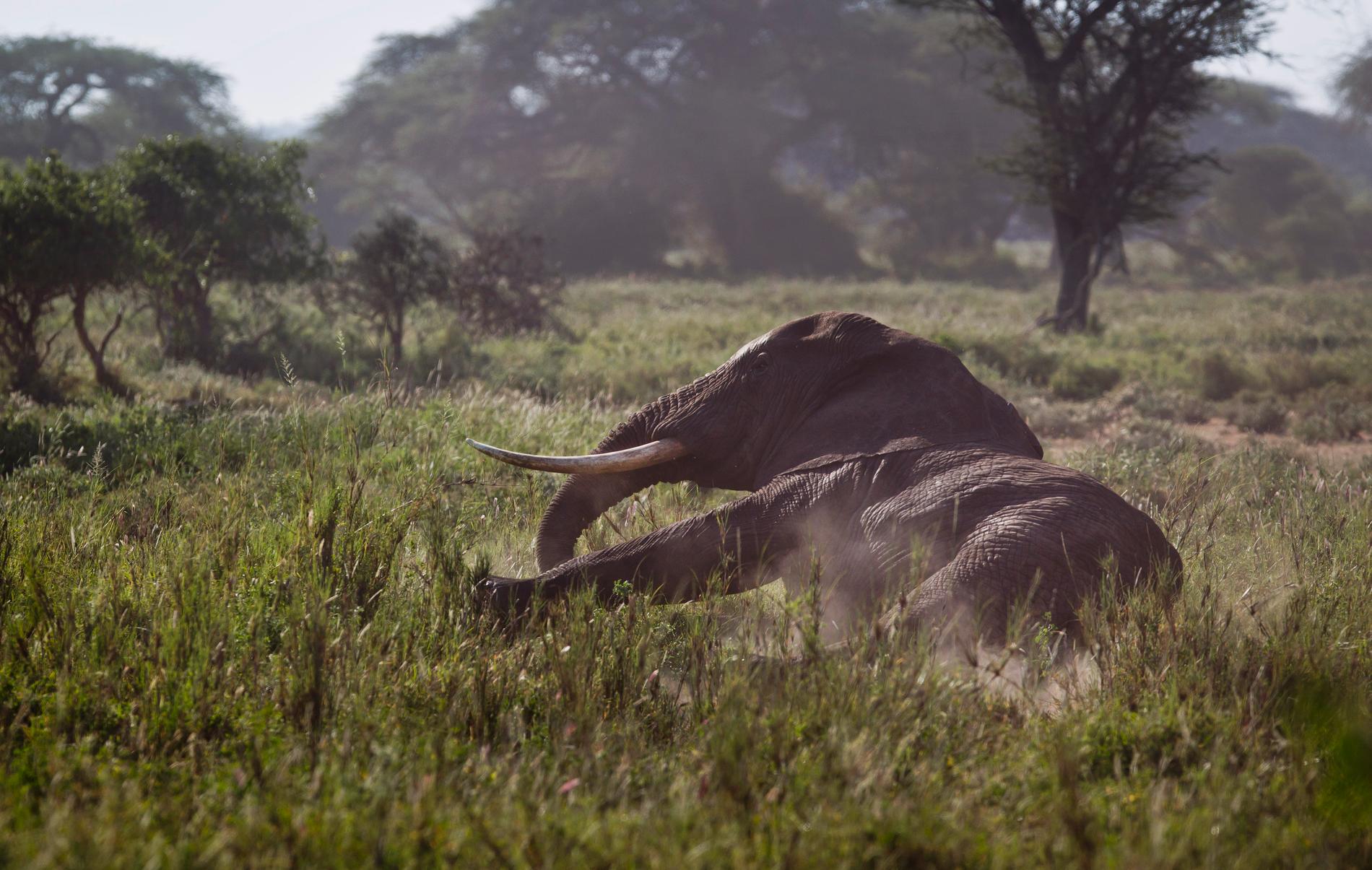 WWF är en av de organisationer som bekämpar tjuvjakt på utrotningshotade arter, bland annat elefanter, som jagas för sina betar. Arkivbild från Kenya.