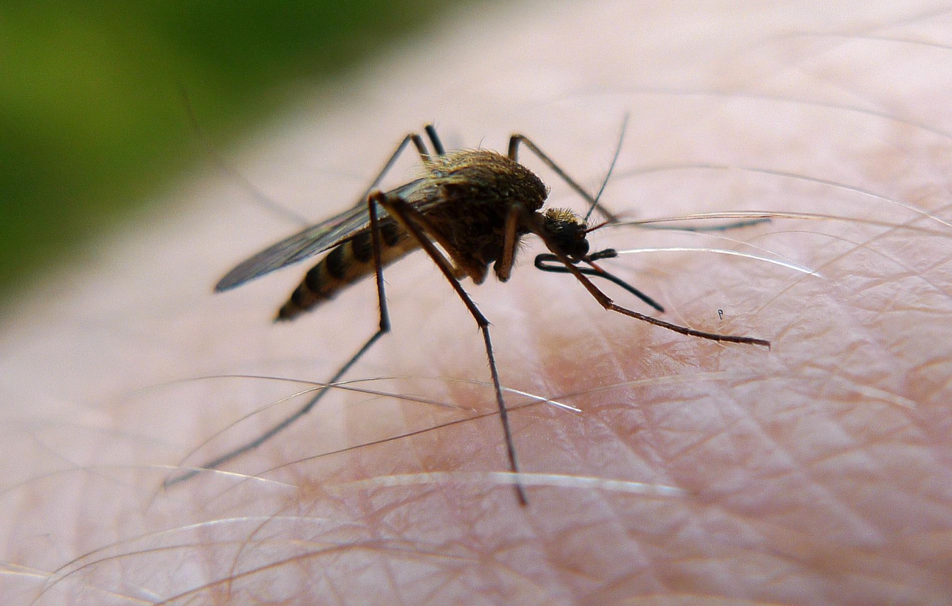 När myggan inte kan känna doften av svett får den svårt att hitta människor att bita, enligt en ny studie. Arkivbild.