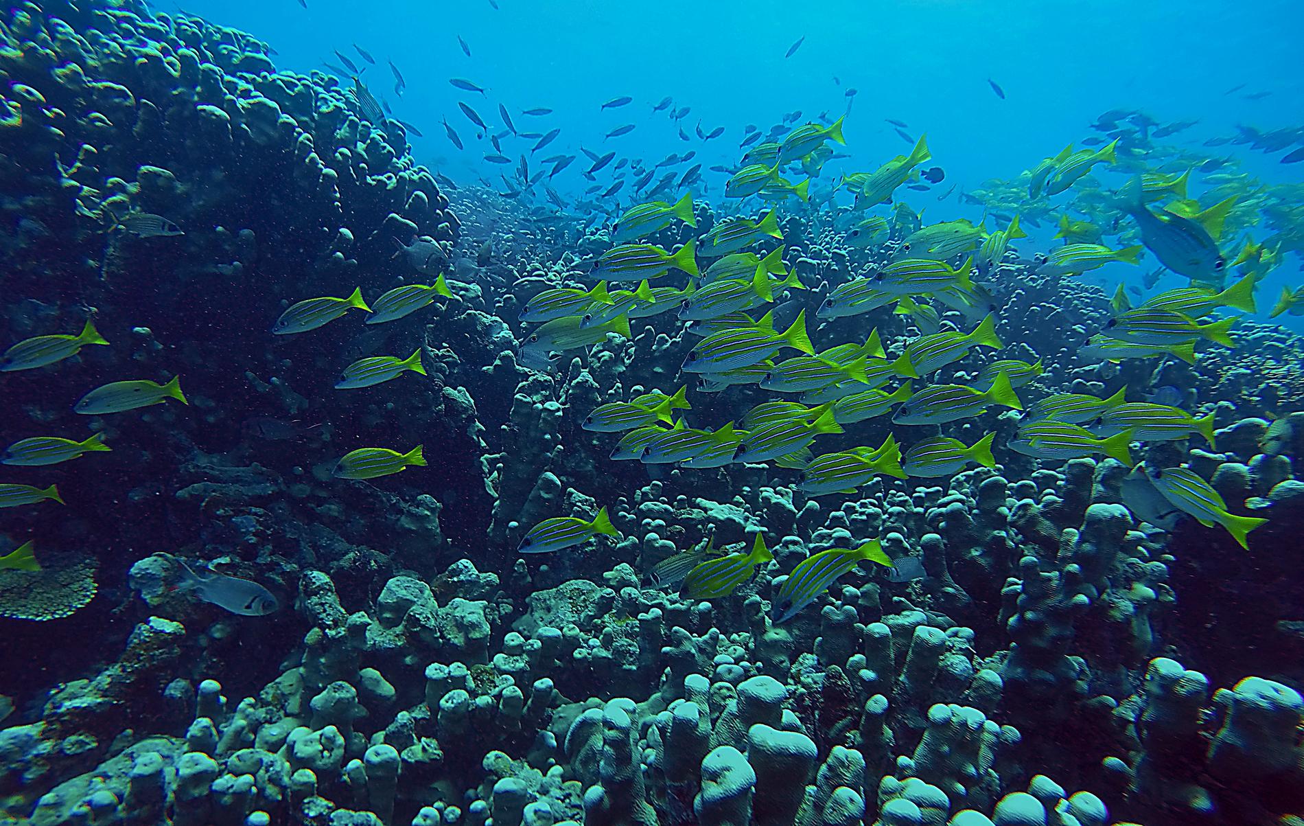 Korallrev i Fiji. Världshaven är surare än någonsin, vilket påverkar reven negativt. 