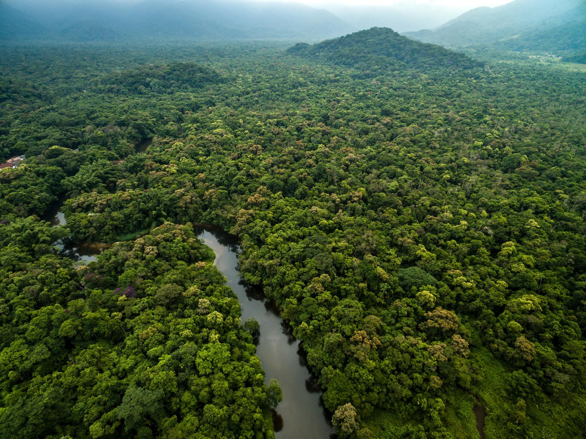 Skövlingen av Amazonas var under maj månad den högsta under en majmånad sedan man började övervaka skövlingen. Arkivbild.