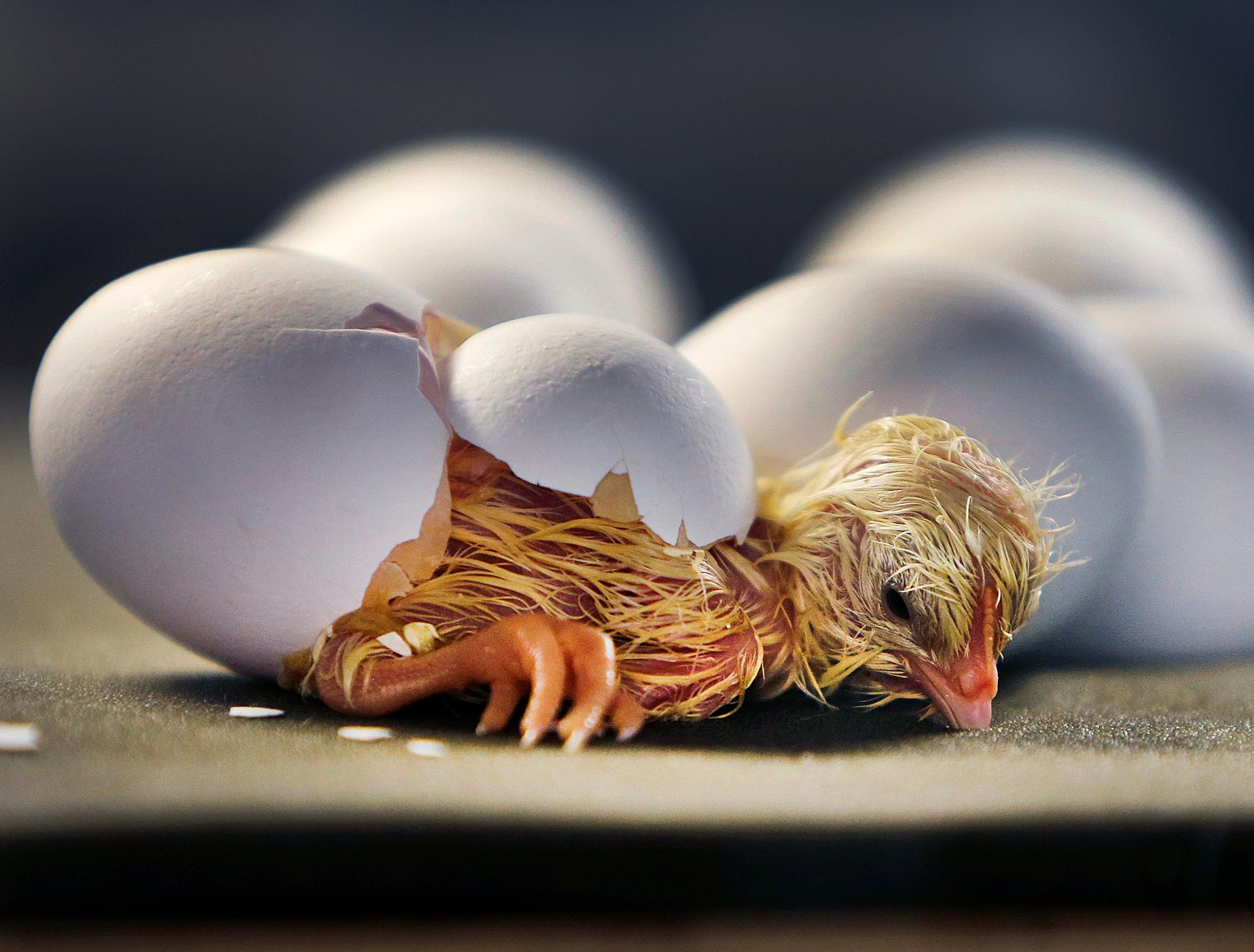 Kycklingar i Blekinge har drabbats av salmonella. Arkivbild.