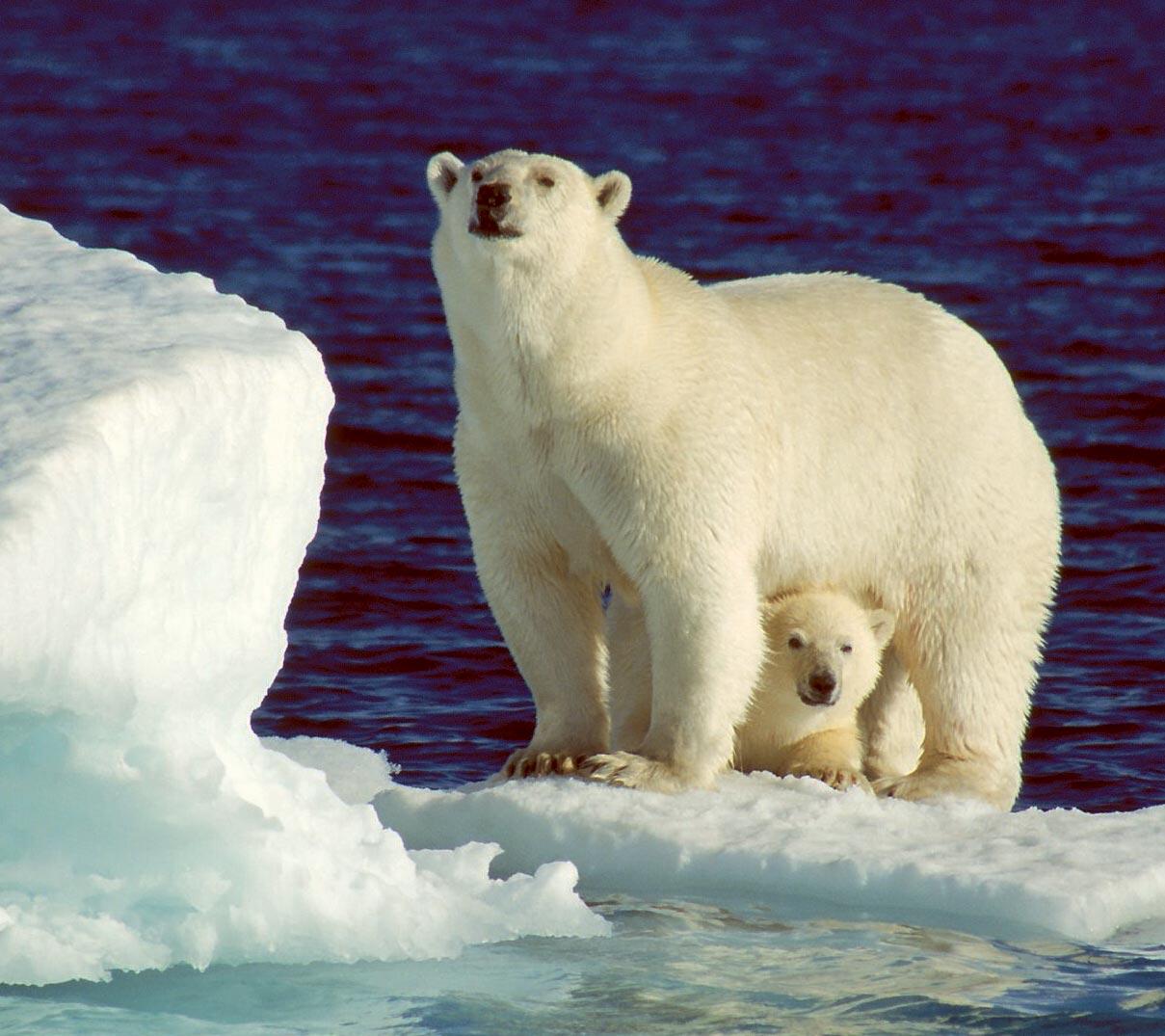 I nordligaste Kanada och på Grönland klarar sig isbjörnarna ännu ganska bra, men uppvärmningen hotar deras existens.
