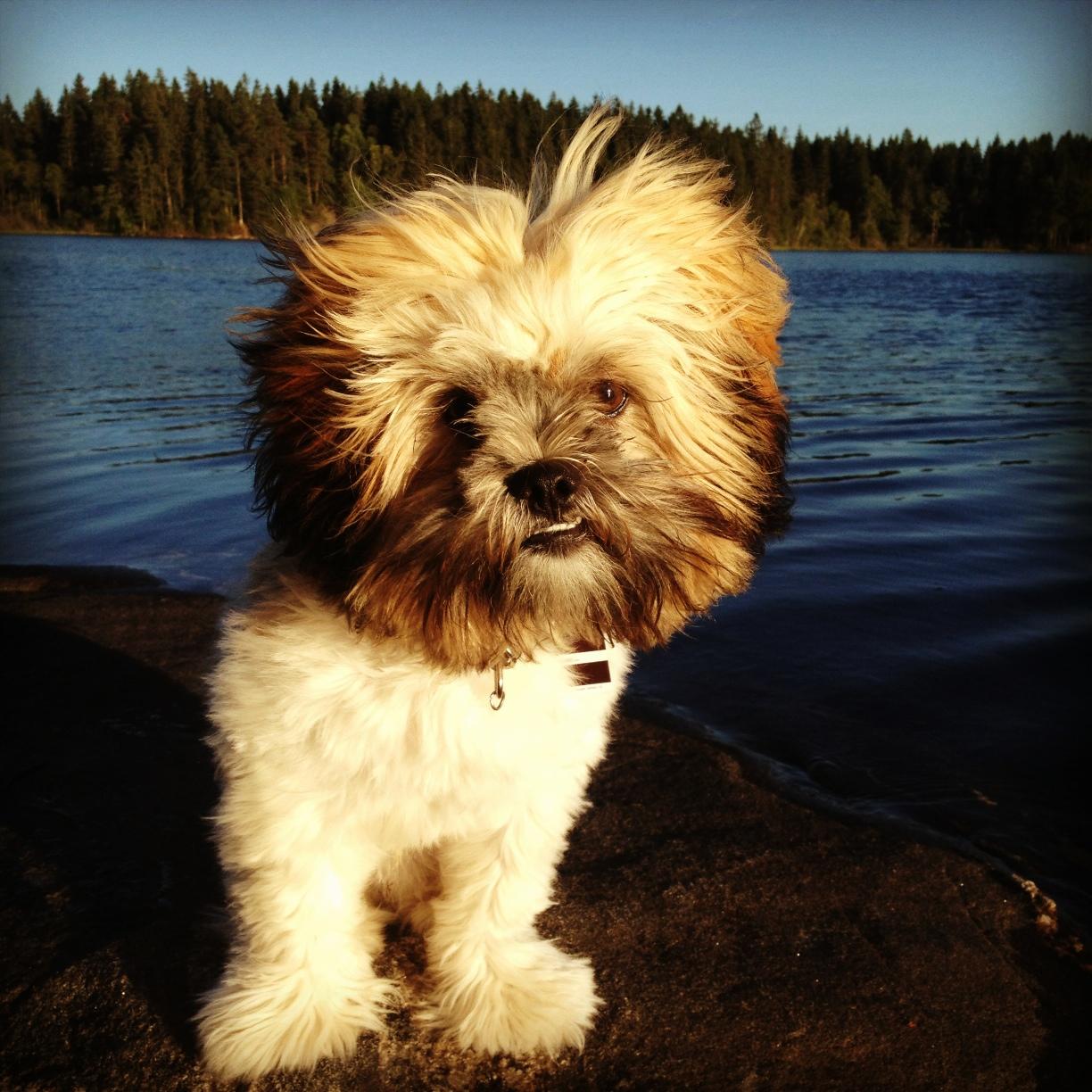 Min hund Hugo en blåsig dag vid sjön