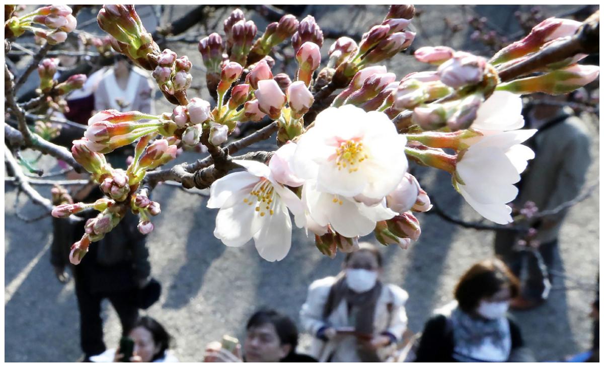 Körbärsblomning i Tokyo i Japan.