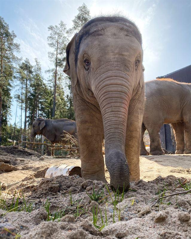 Elefantungen Prince blev ett och ett halvt år gammal. Han sörjs nu av sin flock och sina skötare på Kolmården.