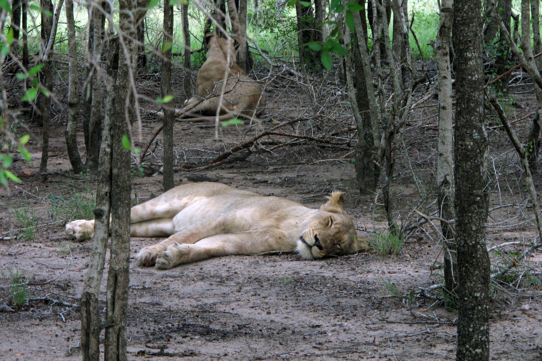Två lejon vilar sig i Krugerparken i Sydafrika. Arkivbild. 